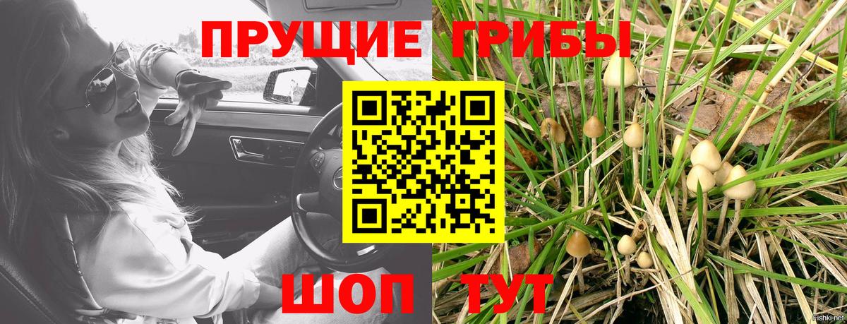 Зеленогорск  купить наркоту  Вход с VPN  Псилоцибиновые грибы MAGIC MUSHROOMS 
