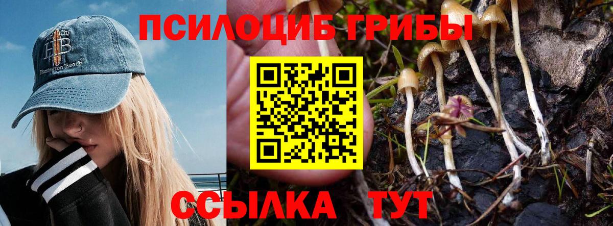 Галлюциногенные грибы Psilocybine cubensis Зеленогорск